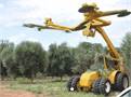 Gallard Services - Contract Olive Tree & Grove Maintenance